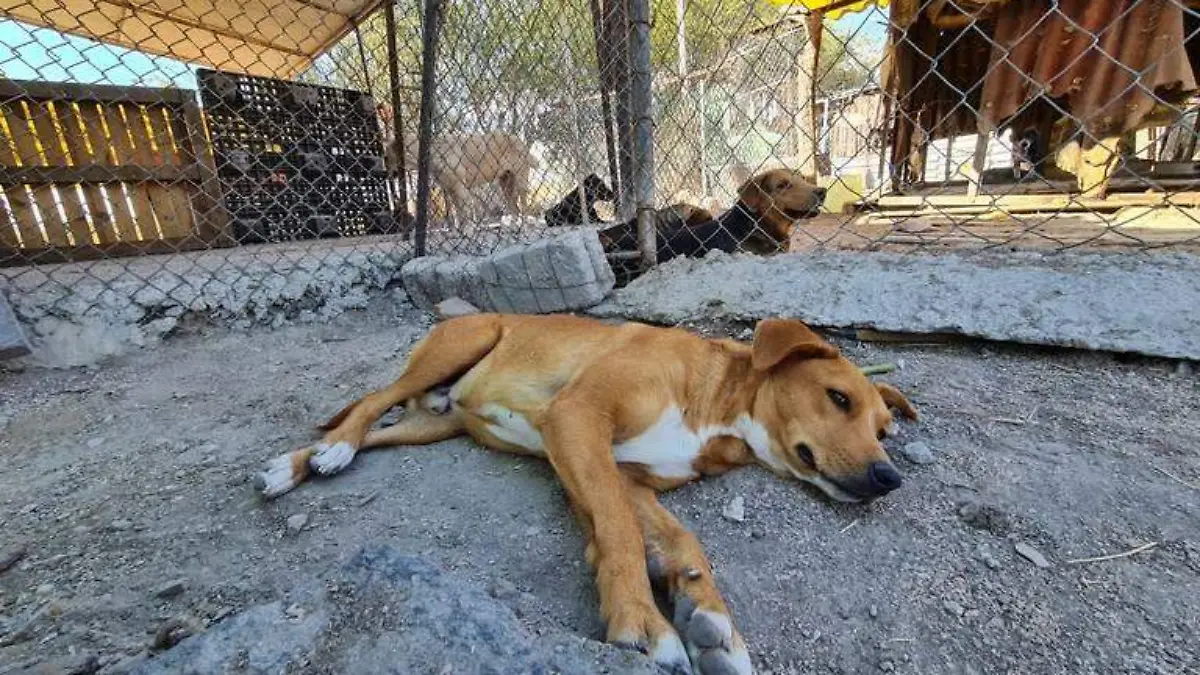 perros abandonador